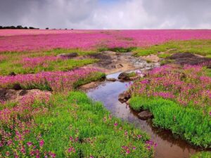 Read more about the article How To Reach Kaas Pathar | Kaas Plateau