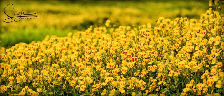 Kaas Plateau Ecosystem