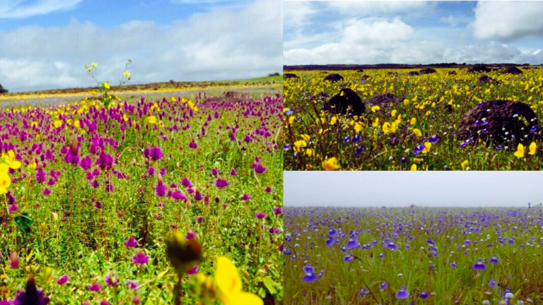 Bhambwali Flower Plateau