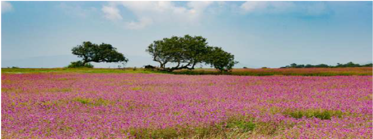 Kas Pathar | Kaas plateau