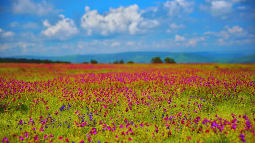 Kaas Plateau 1 Cost Of Visiting Kaas Plateau | Trip Budget