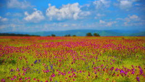 Read more about the article Cost Of Visiting Kaas Plateau | Trip Budget