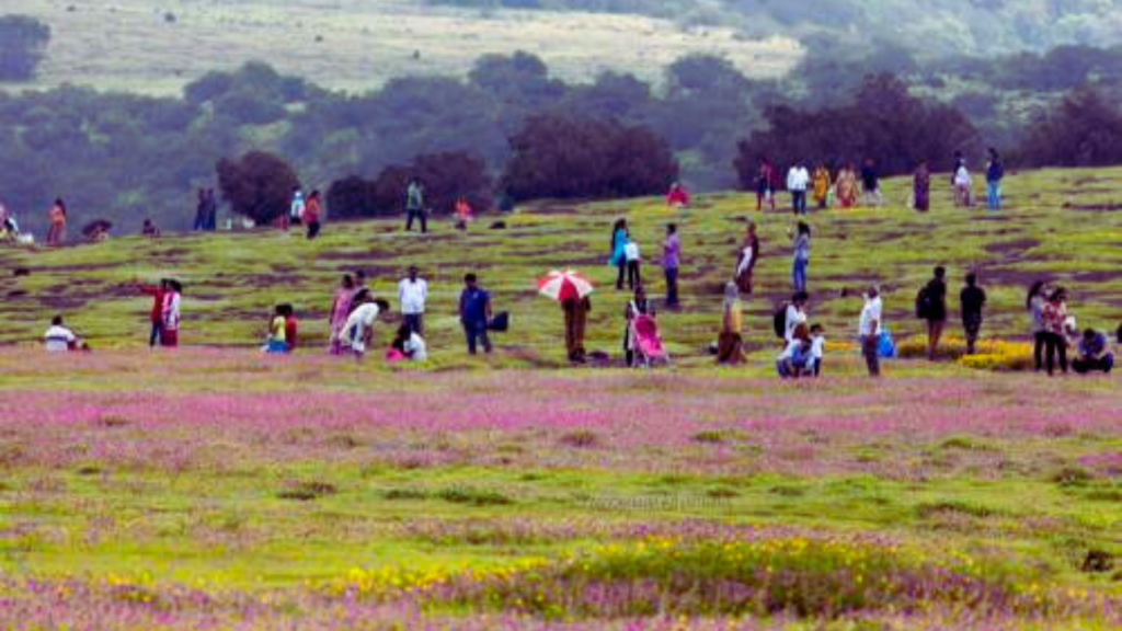  Kaas Plateau Ecosystem