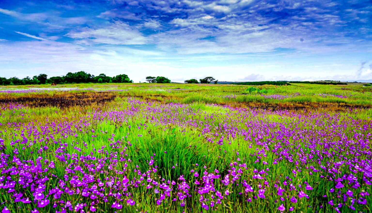 Kas Pathar | Kaas Plateau