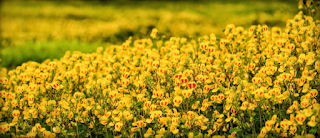 Kaas Plateau Ecosystem