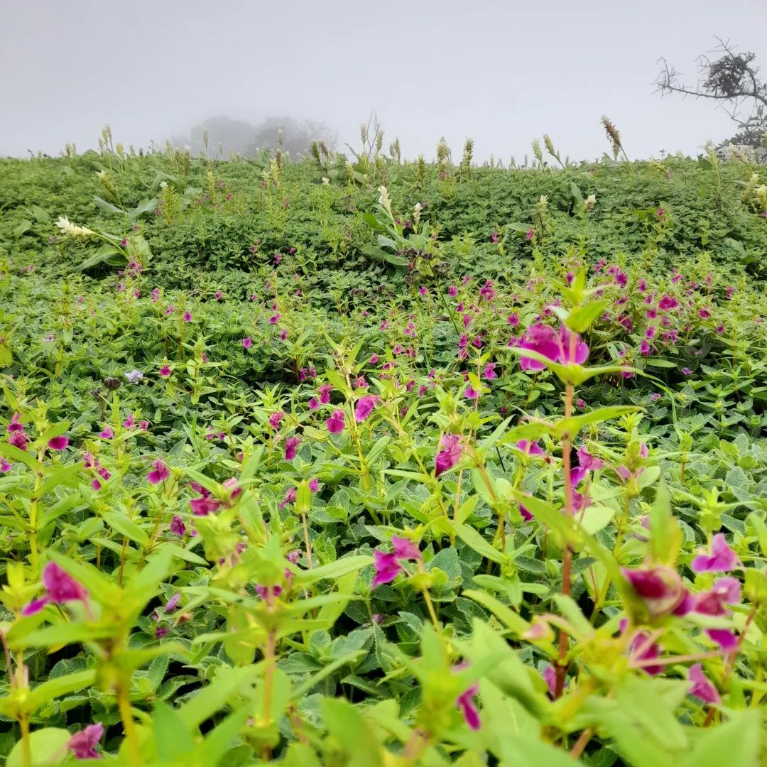 Kaas Plateau | Kas Pathar