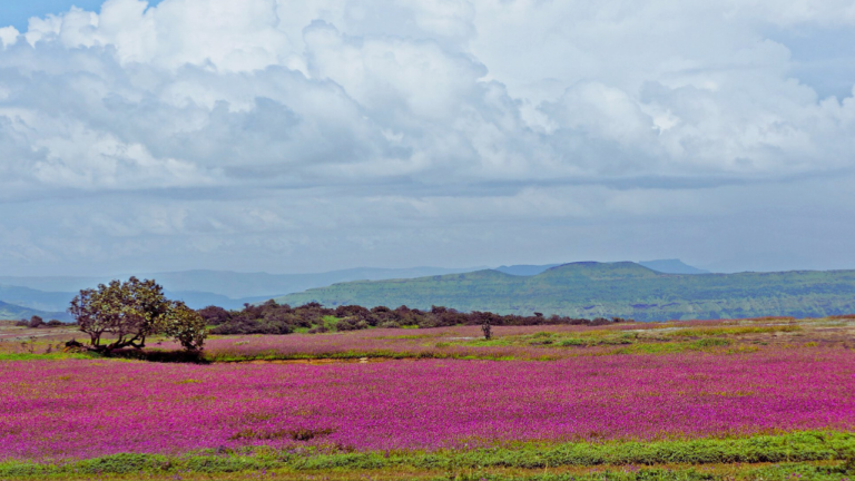 How do I plan a trip to Kas Pathar in satara ?| kaas Pathar Flower Valley 2024