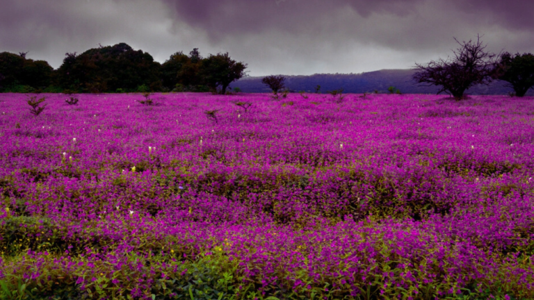 Kaas Plateau History