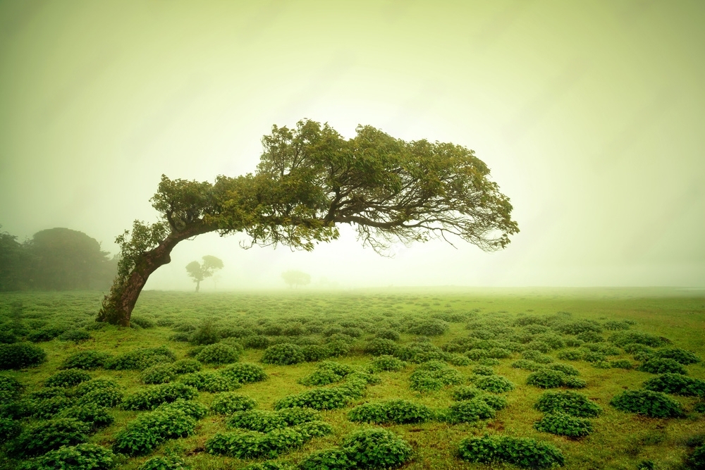 Kaas Plateau from pune