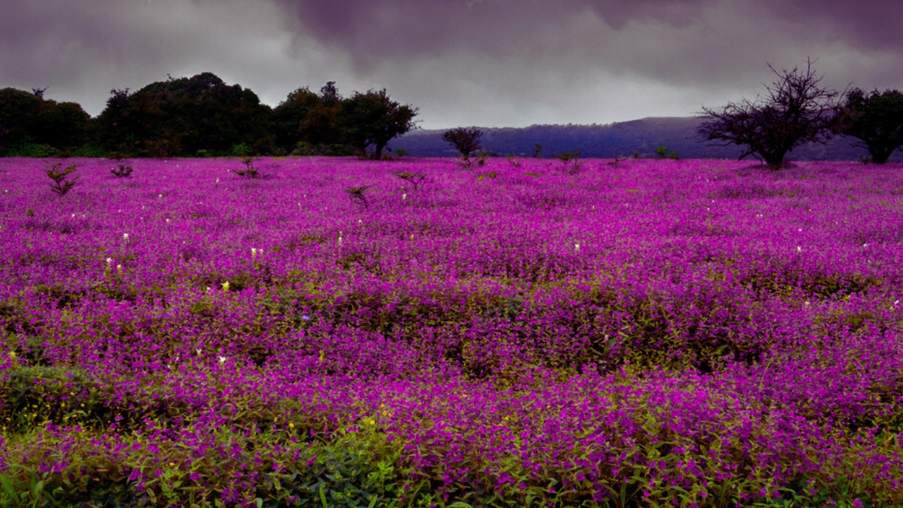 Read more about the article The Fascinating History of Kaas Plateau: A Natural Wonder Unveiled