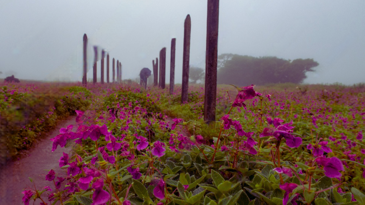 Kaas Plateau from Pune