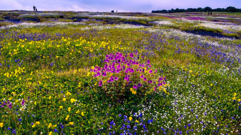 Kaas Plateau from Pune