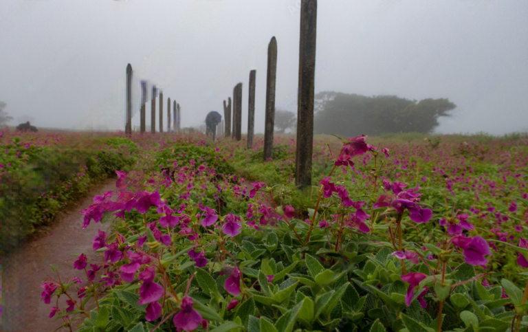 Kaas Plateau from Pune