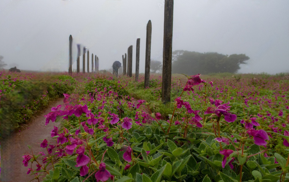 Read more about the article “The Ultimate Guide to Exploring Kaas Plateau from Pune Like a Local”