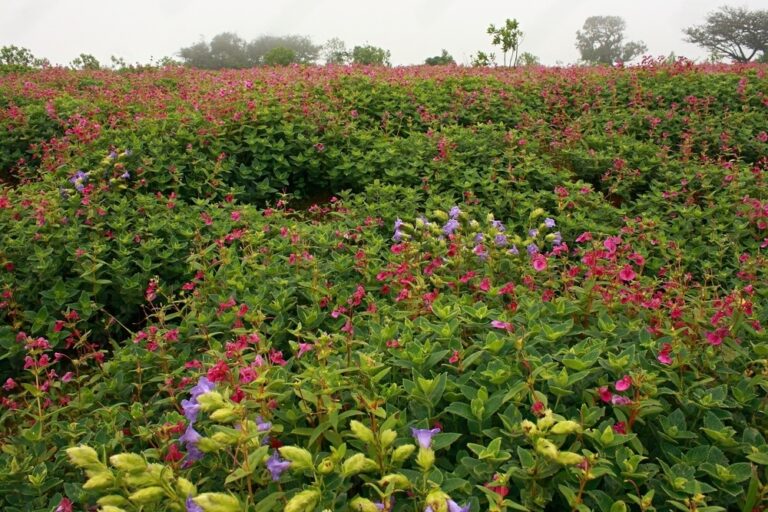 Kaas Plateau Season