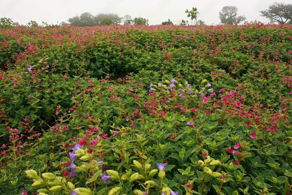 Read more about the article Exploring the Beauty of Kaas Plateau Season