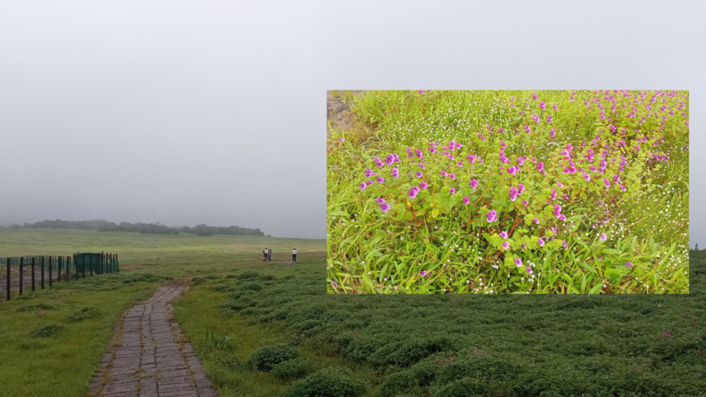 Kas Pathar today live 1 Kas Pathar is blooming...the flower that blooms once in 9 years will be seen this year!