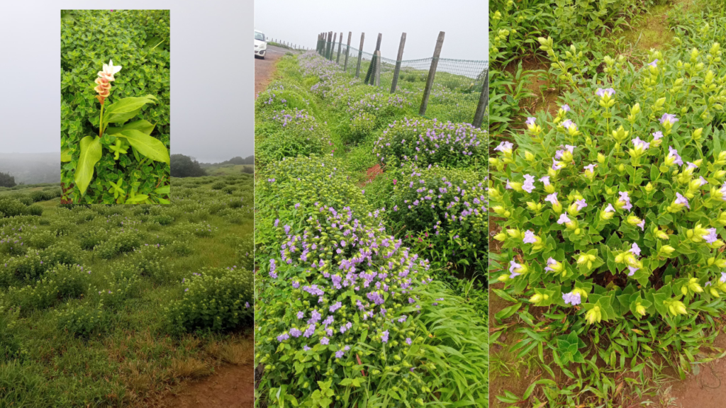 Kas Pathar today live 2 Kas Pathar is blooming...the flower that blooms once in 9 years will be seen this year!