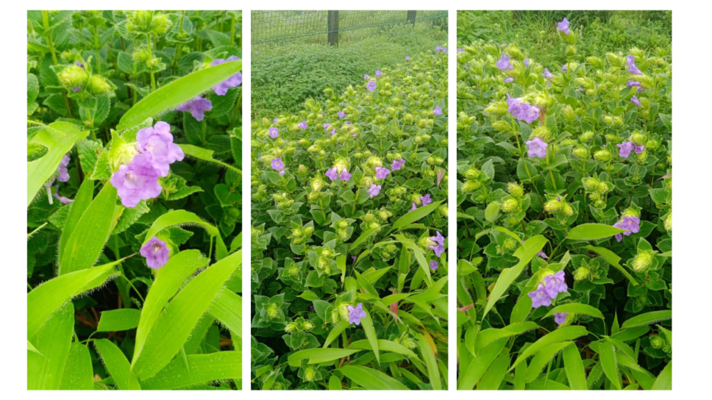  Kas Pathar today live 2024 Topli karvi flowers(Strobilanthes callosa)