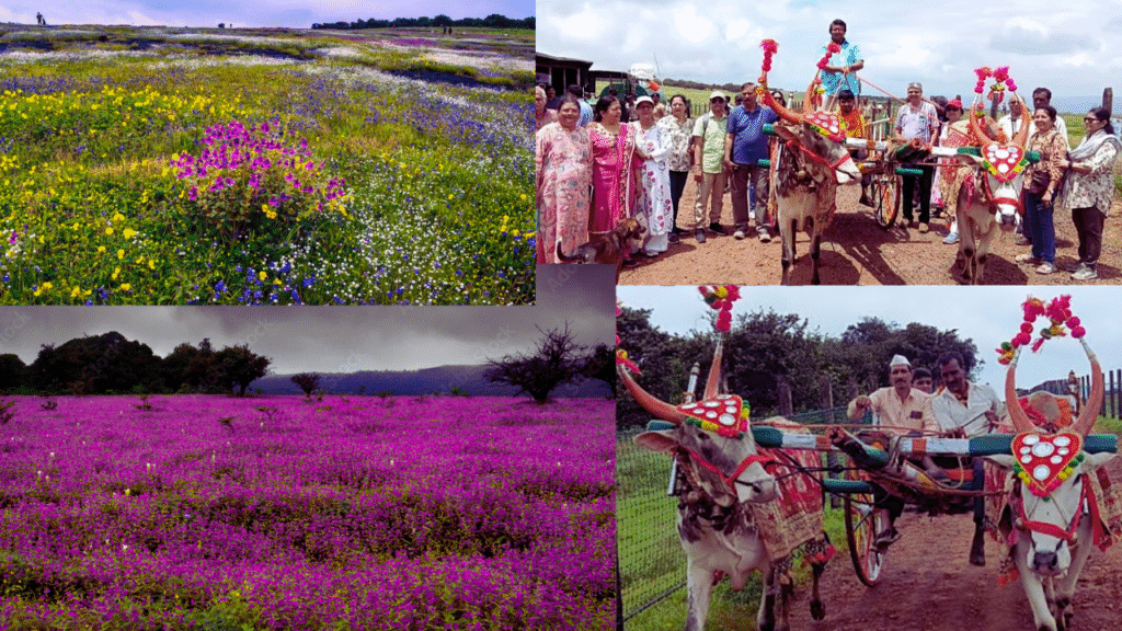 Bullock cart ride for tourists on the Kas plateau;