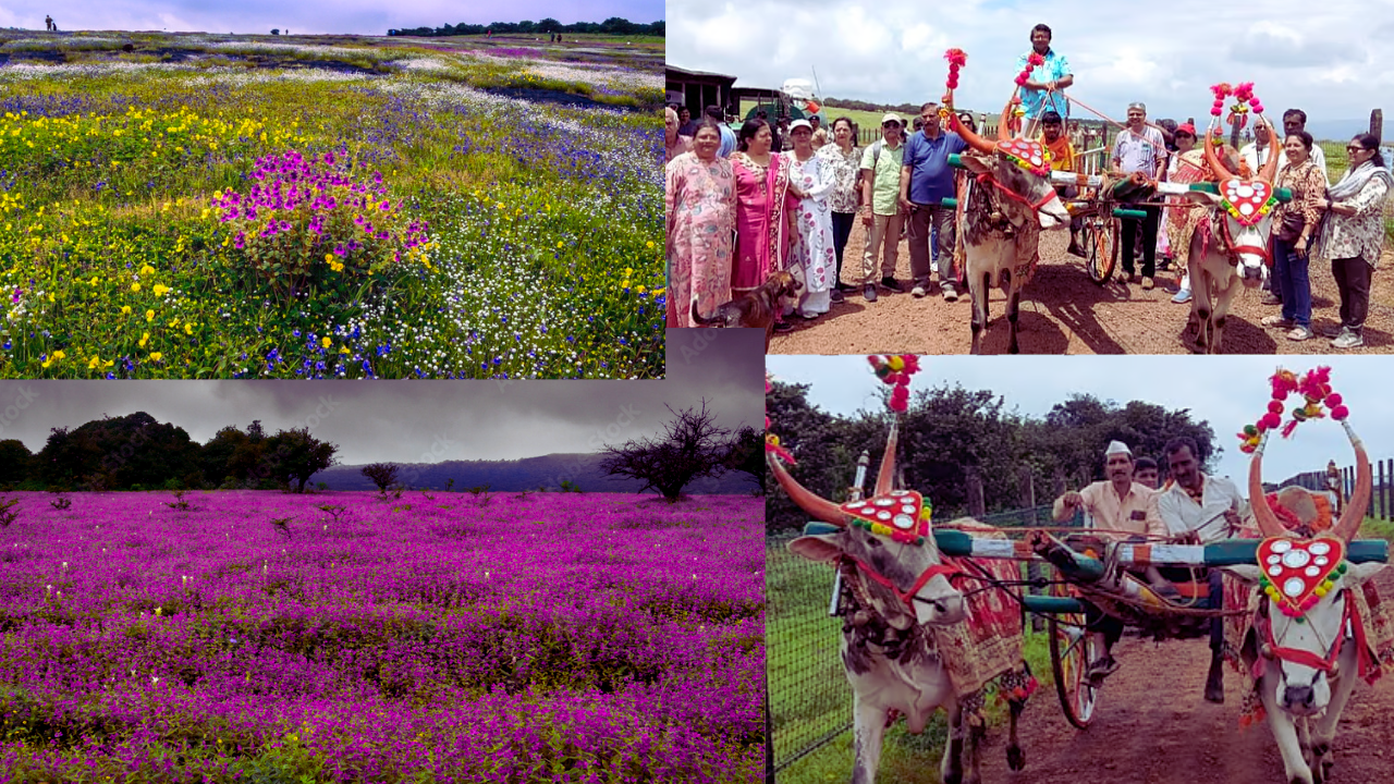 Read more about the article Bullock cart ride for tourists on the Kas plateau; A new turn for rural tourism.